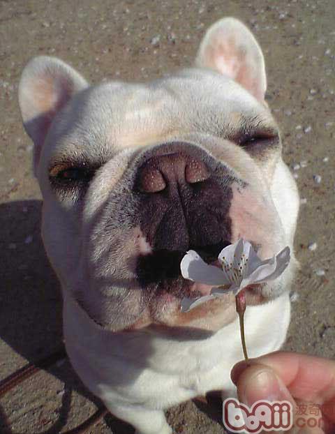 寵物犬