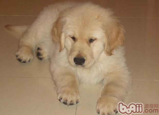 金毛犬
