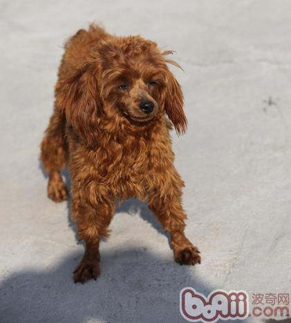 貴賓犬