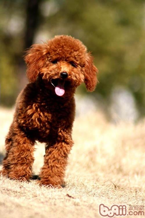 貴賓犬