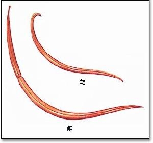 蛔蟲