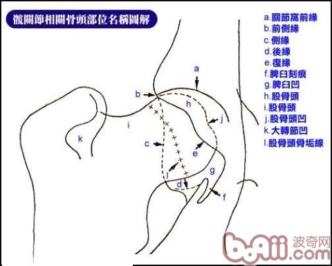 狗狗前腿關節