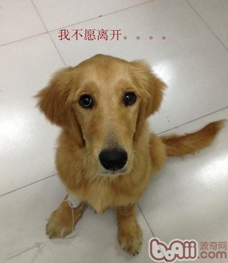 金毛犬