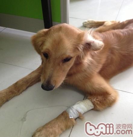 金毛犬