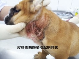 皮膚病