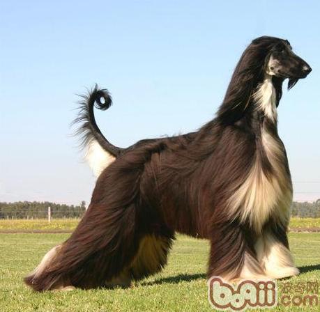 阿富汗犬