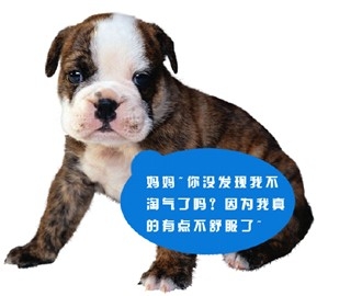 狗狗