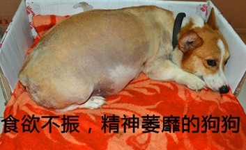 食欲不振狗狗