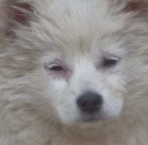 病了的狗狗眼睛