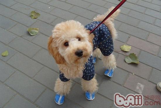 貴賓犬