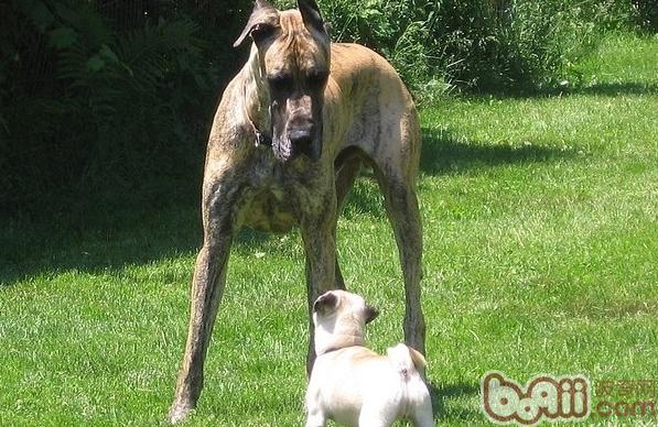 大丹犬