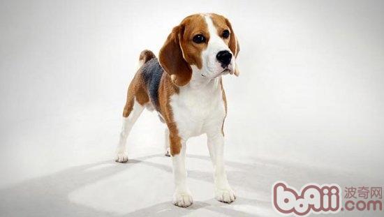 比格犬