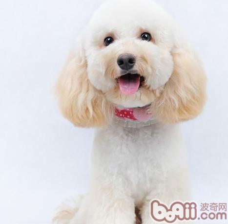 貴賓犬