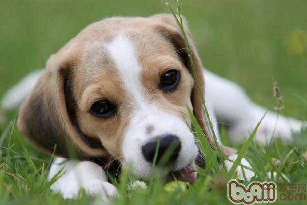 比格犬