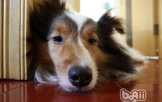 寵物犬