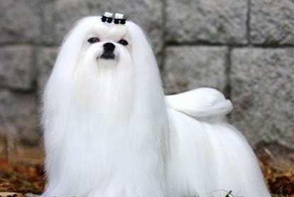 寵物犬