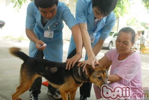犬病疫苗