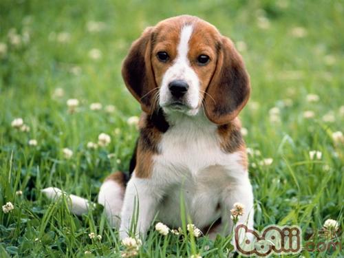 寵物犬