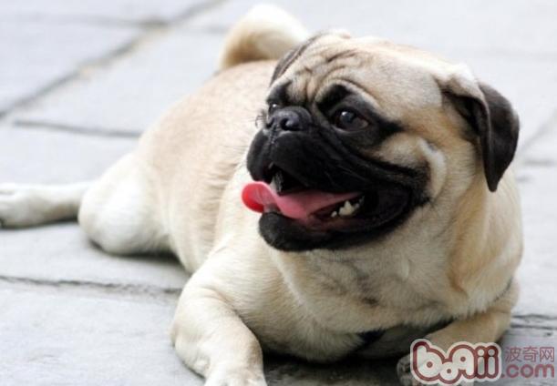 八哥犬