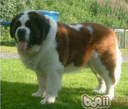 聖伯納犬