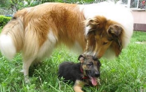 蘇格蘭牧羊犬