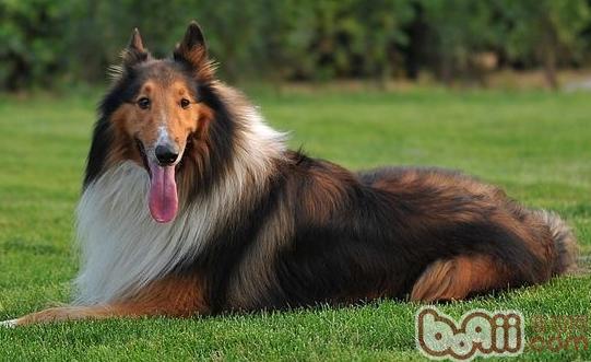 蘇格蘭牧羊犬