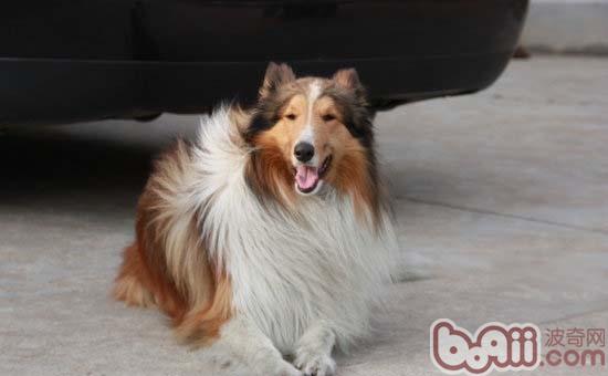 蘇格蘭牧羊犬