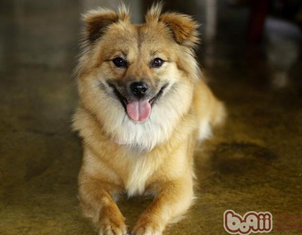 寵物犬