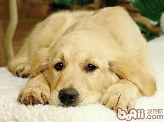 金毛犬