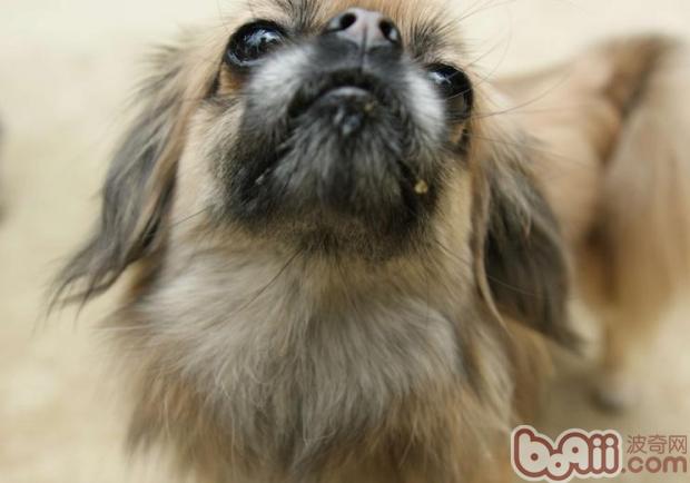 寵物犬