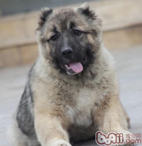 高加索犬