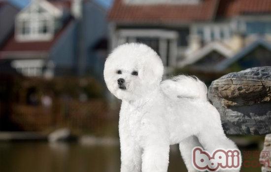 比熊犬