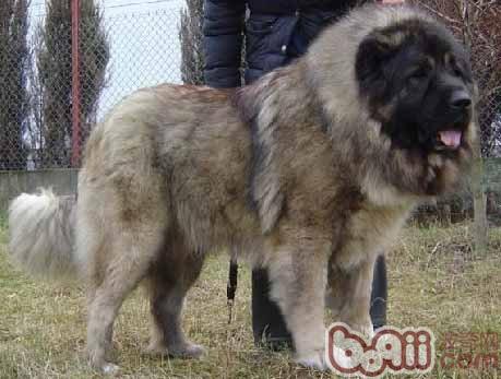 高加索犬