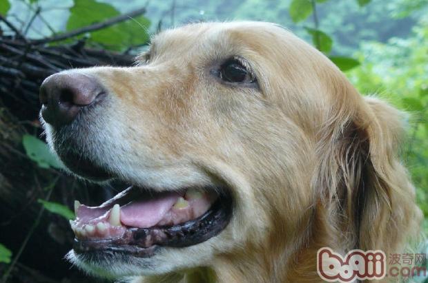 金毛犬.jpg