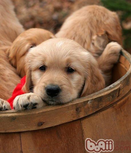 金毛幼犬