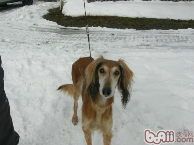 寵物犬.jpg