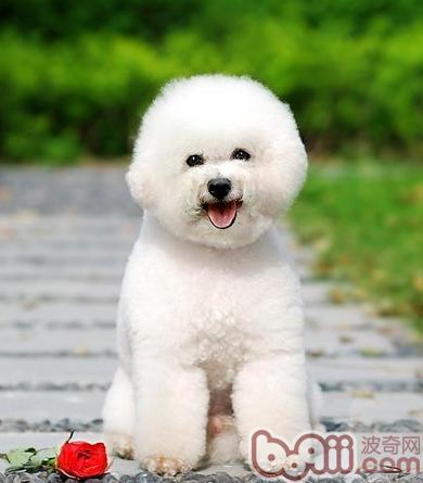 寵物犬