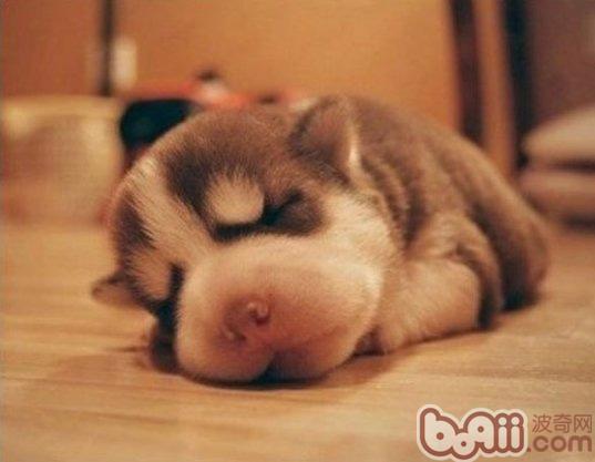 哈士奇幼犬