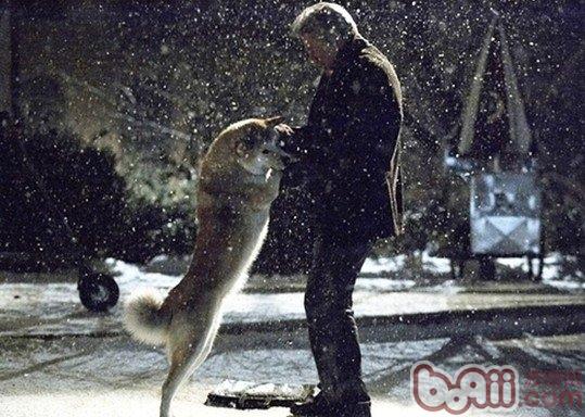寵物犬