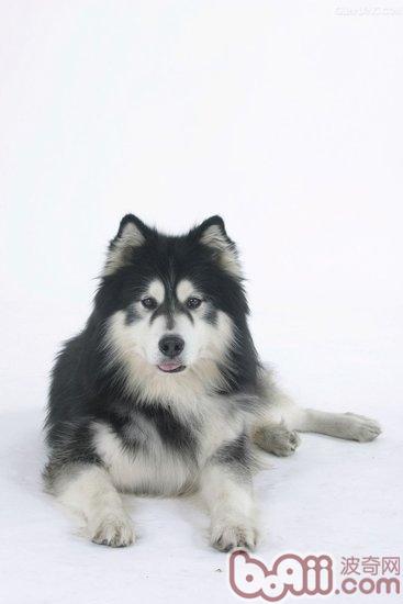 阿拉斯加雪橇犬