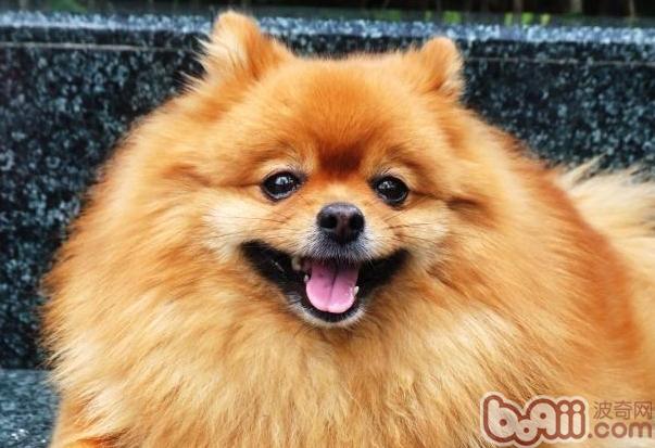 博美犬