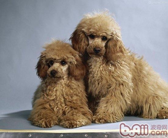 貴賓犬