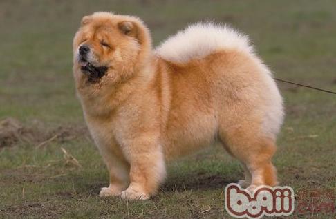 松獅犬