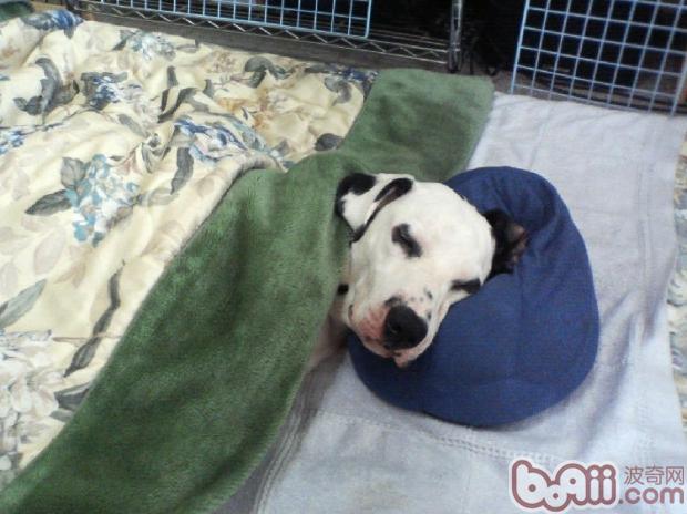 寵物犬.jpg