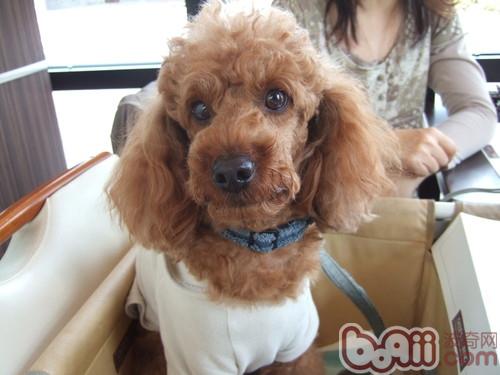 貴賓犬