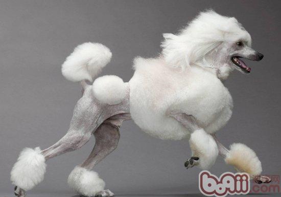 貴賓犬