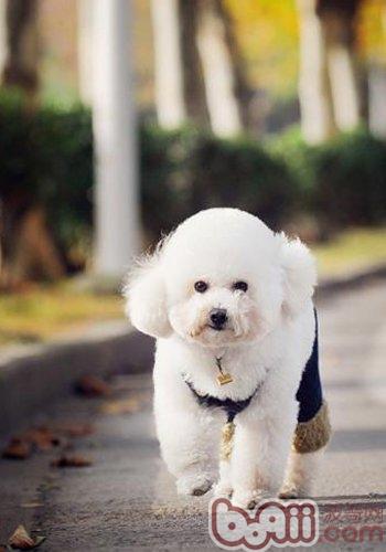 寵物犬