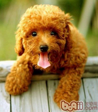 貴賓犬