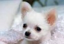 關於狂犬病的全面介紹