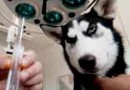 寵物腎結石是怎麼形成的以及如何預防
